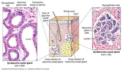 Types of Sweat Glands Apocrine: found in armpits, around nipples, and groin Merocrine: more numerous, widely distributed on body surface especially on palms and soles (thick skin) Apocrine Sweat