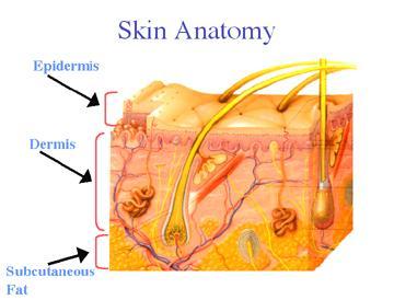 Objectives The Integumentary System Janel Brown RN, BSN, CWON Wound/Ostomy RN North Kansas City Hospital Review anatomy and physiology of the skin Identify & Assess clinical manifestations of skin