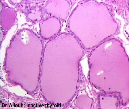 Histology of the Thyroid Gland A Introduction The thyroid hormone is derived The thyroid gland is responsible for the secretion of the from the amino acid tyrosine thyroid hormone that controls the