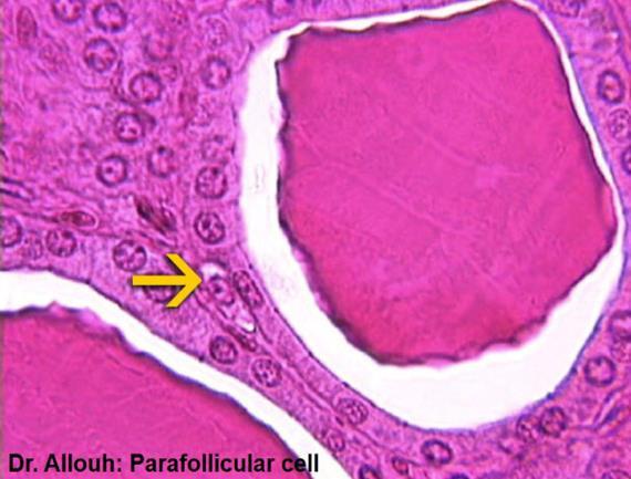 The thyroid gland has another sit of cells which are called the Parafollicular cells.