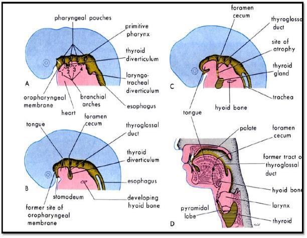 A The embryology of the thyroid gland Most of the endocrine glands have a dual embryological origin.