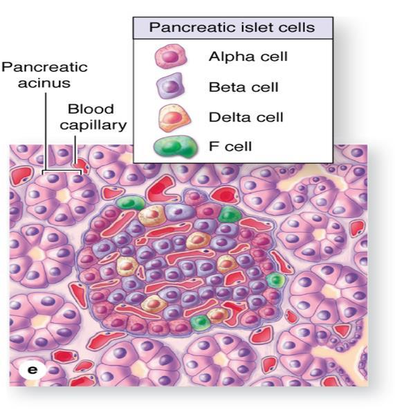 Each islet of Langerhans is surrounded by a thin connective tissue layer to separate it from the remaining acinus cells.