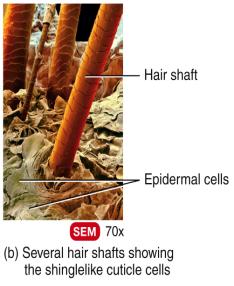 The follicle (below the level of the skin) A root that penetrates into the dermis includes: An