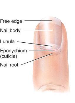 NAILS o Structure: Tightly packed keratinized cells; Parts: Nail body Nail root (Lunula is white due to thickened stratum basale)
