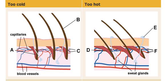 THERMOREGULATION o Too cold: shivering and constriction of surface vessels Hair muscles pull