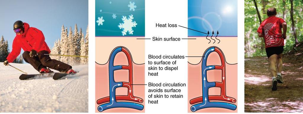 Thermoregulation when exercising o In moderate exercise, more blood brought to surface helps lower temperature o With