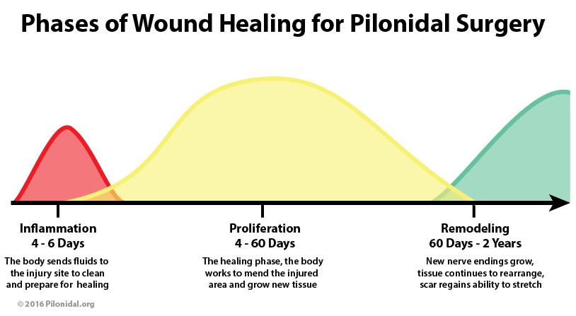 EXAMPLE OF PHASES OF DEEP WOUND HEALING