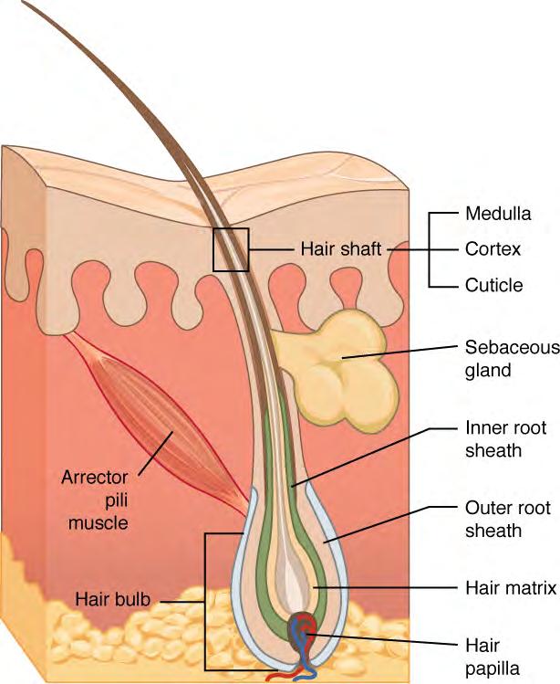 192 Chapter 5 The Integumentary System Figure 5.11 Hair Hair follicles originate in the epidermis and have many different parts.