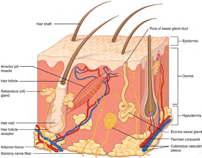 Chapter 5 The Integumentary System 181 Figure 5.