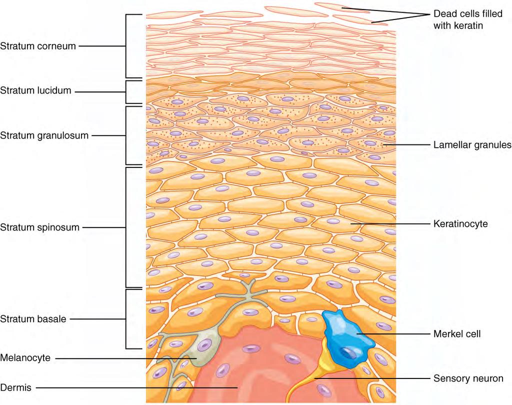 Stratum Basale The stratum basale (also called the stratum germinativum) is the deepest epidermal layer and attaches the epidermis to the basal lamina, below which lie the layers of the dermis.