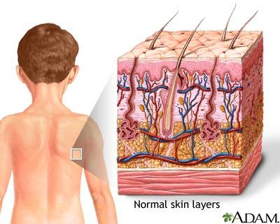 Hair Oil Sweat glands Nails Sensory receptors Skin: Epidermis & Dermis Skin AKA cutaneous membrane Largest &