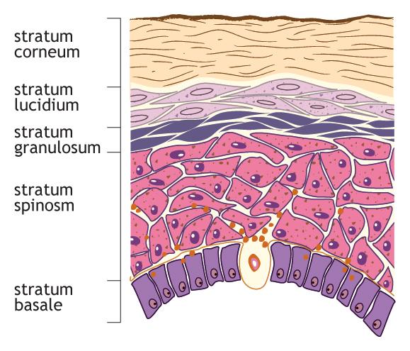 Merkel cells make contact w sensory neurons 4 or 5 Layers of KeraInocytes Thin (hairy) skin has 4 layers Stratum corneum 25-30 layers of dead cells Stratum granulosum 3-5 layers, undergoing apoptosis