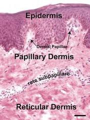 The Dermis Papillary & ReIcular regions THE DERMIS Cell types: Mostly fibroblasts.