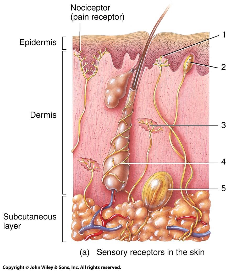 thin superficial papillary region & thick deeper re(cular region Papillary Region of the Dermis