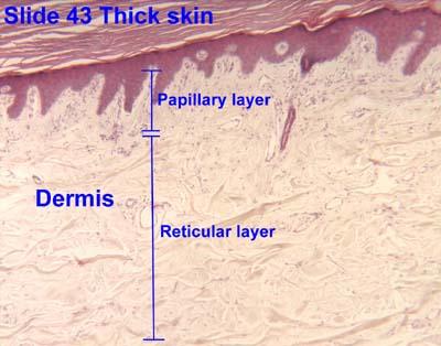 ReIcular Region of the Dermis Region that is a\ached to the