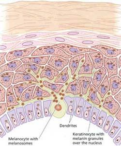 glands occupy space between fibers Skin Color Melanin,