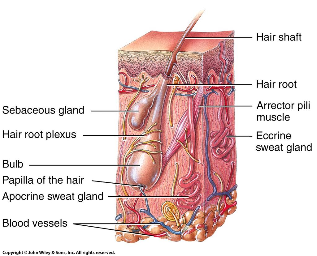 follicles where sebum keeps hair from drying, skin soo, and partly anibacterial Sebum = triglycerides, cholesterol, proteins,