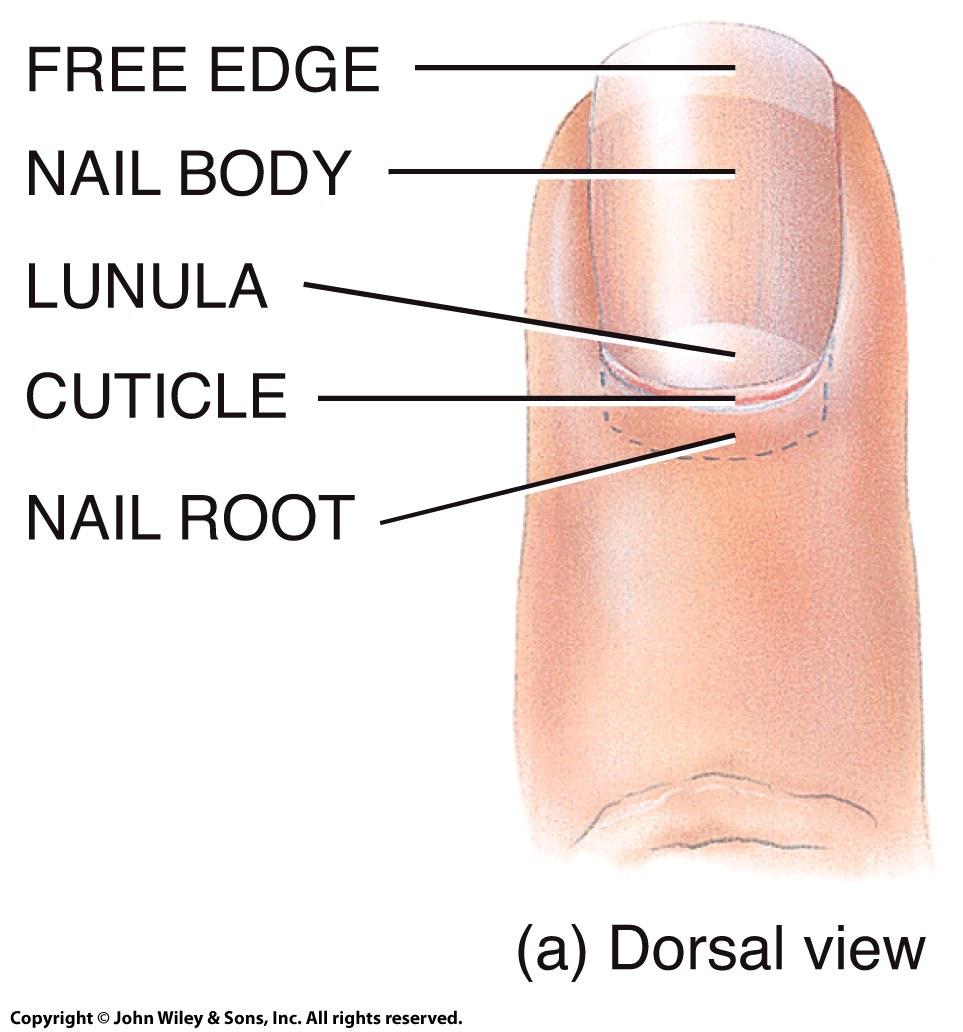 Nails Tightly packed, dead, kerainized epidermal cells.