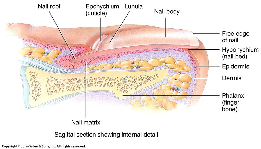 CuIcle is a band of epidermis Nail matrix is deep to the nail root.