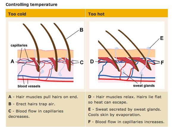 ThermoregulaIon The dermis blood vessels carry 8-10% of total blood flow in a resing adult Skin acts