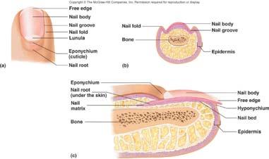 Accessory Skin Structures: Nails Anatomy Nail body: stratum corneum Eponychium or cuticle is corneum superficial to nail body, hyponychium is corneum beneath the free edge Matrix and nail bed: cells