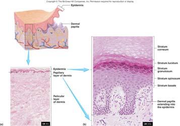Epidermis Avascular; nourished by diffusion from capillaries of the papillary layer of the dermis Composed of cells arranged into layers or strata.