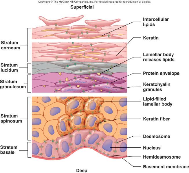 Epidermal Strata Stratum basale (germinitivum) Deepest portion of epidermis and single layer. High mitotic activity and cells become keratinized Stratum spinosum Limited cell division. Desmosomes.