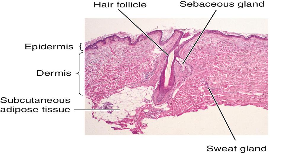 Structure of the Skin (cont.