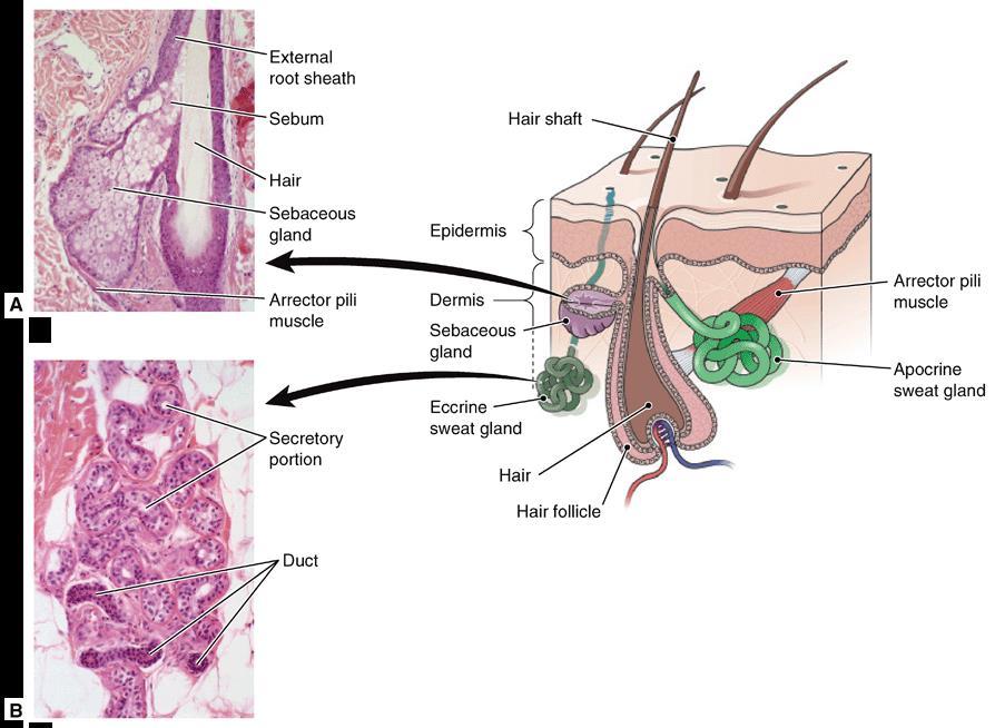 Accessory Structures of the Skin (cont.) Figure 6-4 Portion of skin showing associated glands and hair.
