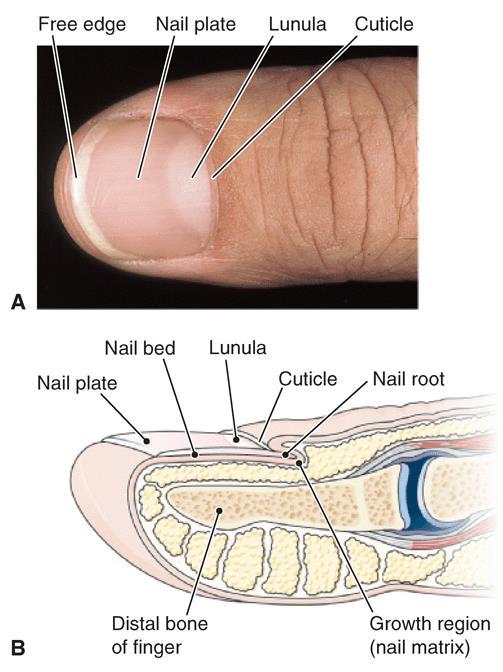 Accessory Structures of the Skin