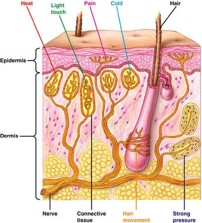 Neurons (Sensory Receptors) in Skin Five basic types
