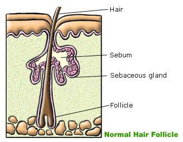 Sebaceous Glands Contain groups of specialized epithelial