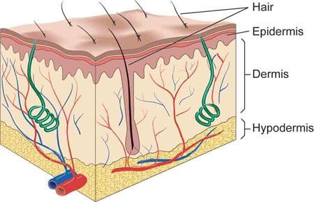 Skin Layers: 1. Epidermis (outer layer) 2. Dermis (inner layer) 3.