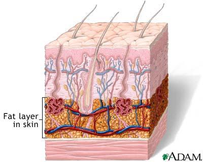 3. Hypodermis/Subcutaneous Layer NOT a true layer of the skin Found beneath the