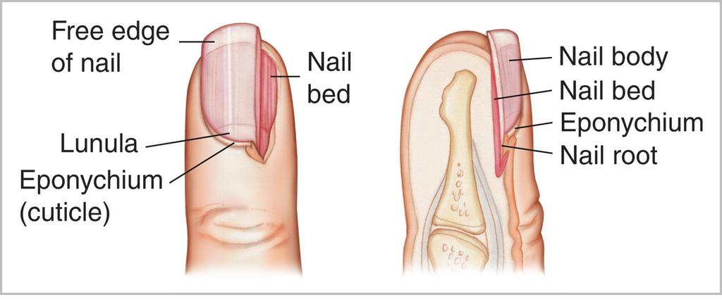 The fingernail, an