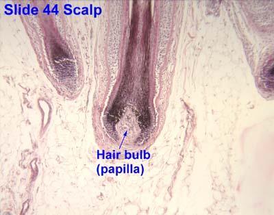 Hair follicle surrounds the root. Bulb is the enlargement at the end of the follicle.