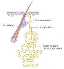 - apocrine: axillary and pubic region - duct empties onto hair