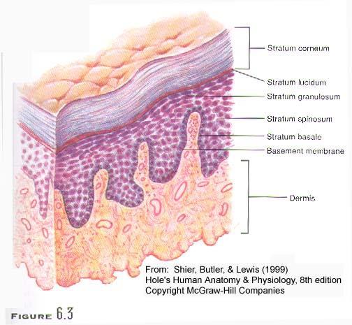 Epidermis: keratinized stratified squamous epithelium