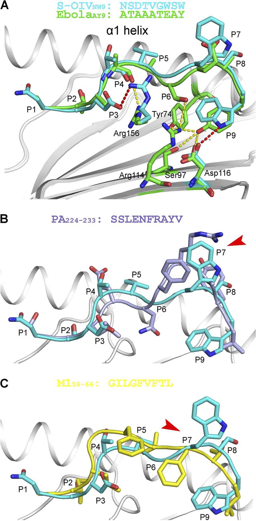 11718 ZHANG ET AL. J. VIROL. FIG. 6. Conformational comparison of S-OIV NW9, Ebola AY9, and peptides of IV with featured and featureless conformations.