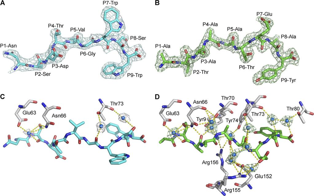 VOL. 85, 2011 SLA I STRUCTURE AND PEPTIDE EPITOPES OF INFLUENZA VIRUS 11719 FIG. 7. Electron densities of bound peptides and water molecules in the two structures of SLA-1*0401.