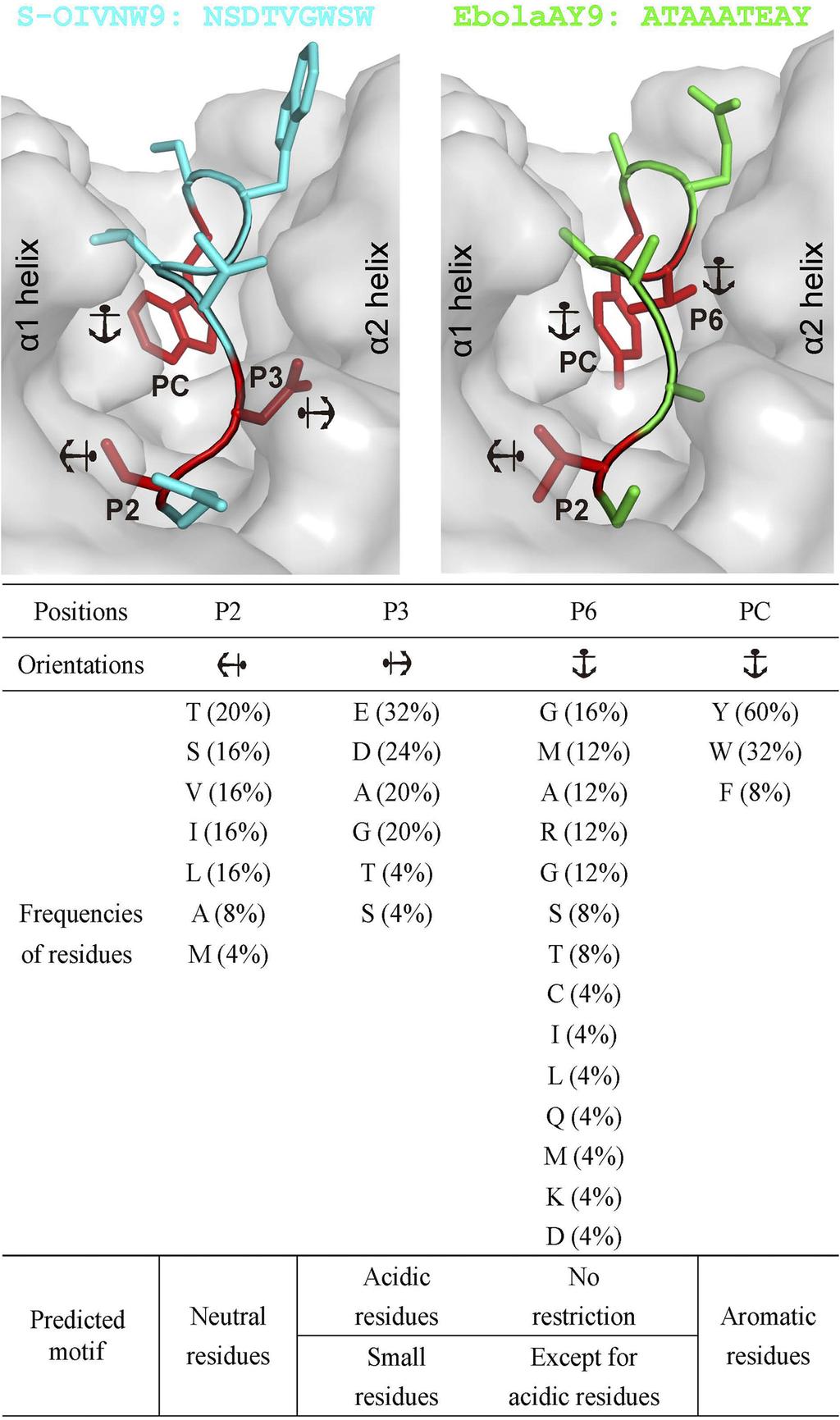 VOL. 85, 2011 SLA I STRUCTURE AND PEPTIDE EPITOPES OF INFLUENZA VIRUS 11721 different thermostabilities of Ebola AY9, S-OIV KY9 and S-OIV MY9 indicate that polar P6 residues which can form hydrogen