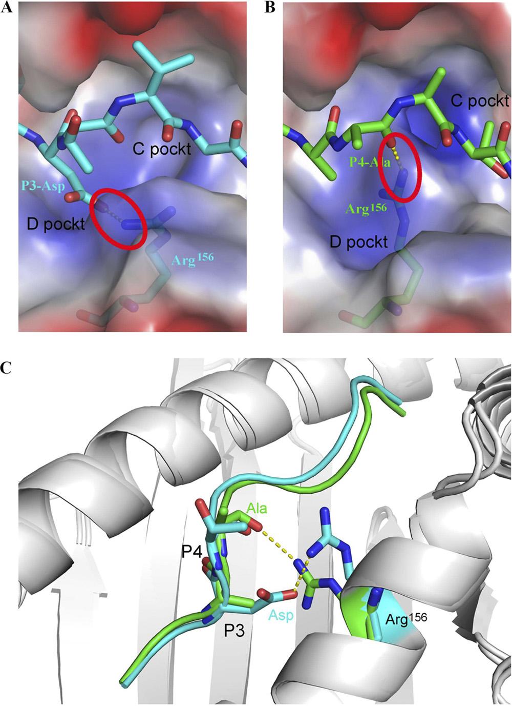 11716 ZHANG ET AL. J. VIROL. that, as in HLA-A*1101, pocket B of psla-1*0401 is able to accommodate residues with neutral side chains (Ser, Thr, Ala, Ile, Leu, Met, or Val) at P2 (34).