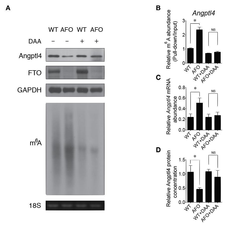 competitor + FTO protein-angptl4 mrna probe complexes (C).