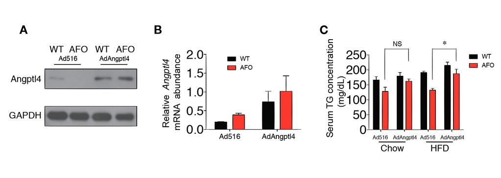 Fig. S16. Serum triglyceride concentrations in wild-type and AFO mice after inguinal fat pad injections of control adenovirus or adenovirus expressing Angptl4.