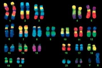 I. Mendelian GeneDcs and Chromosomes What were