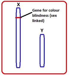 II. Inheritance of Sex-Linked Genes The sex chromosomes have genes for many characters unrelated to sex.
