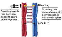 III. Chromosomal