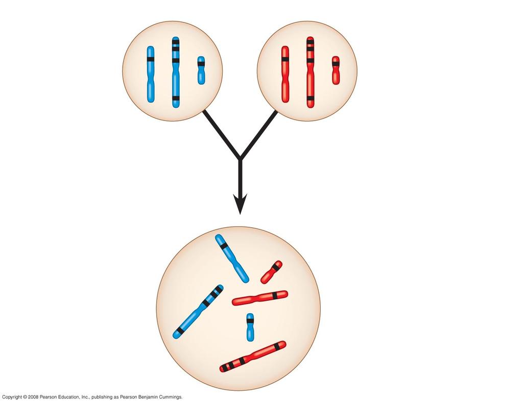 REVIEW Sperm Egg P genera/on gametes D C B A E + d c b a e F f This F 1 cell has 2n = 6 chromosomes and is heterozygous for all six genes shown (AaBbCcDdEeFf ). Red = maternal; blue = paternal.