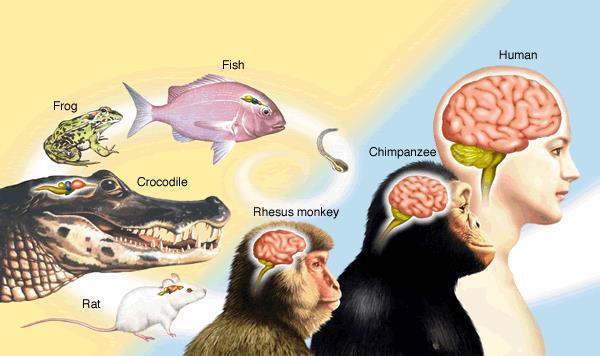 The human brain is the product of many millions of years