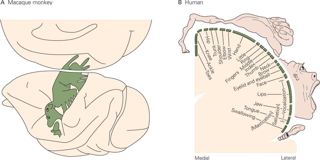 Discovery of cortical motor areas Oversimplified representation of early lesion and